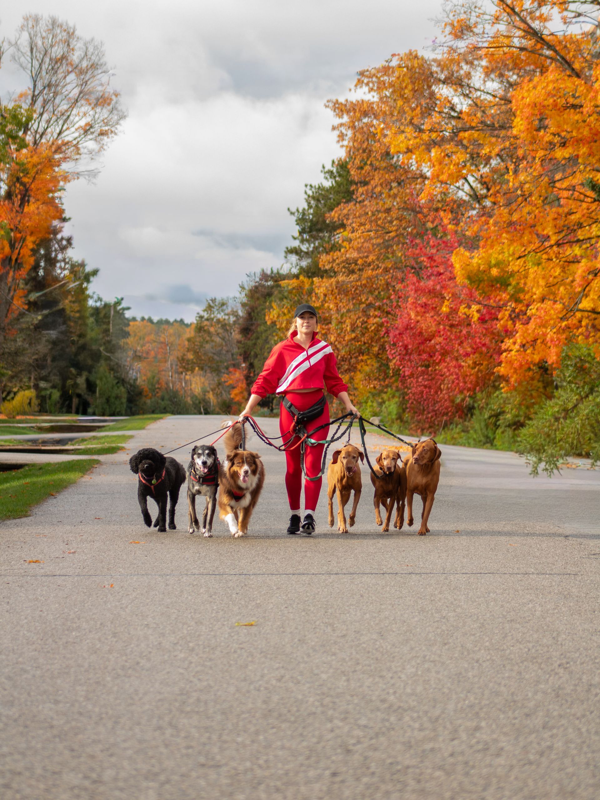 Woman walking four dogs on a tree-lined road with autumn foliage