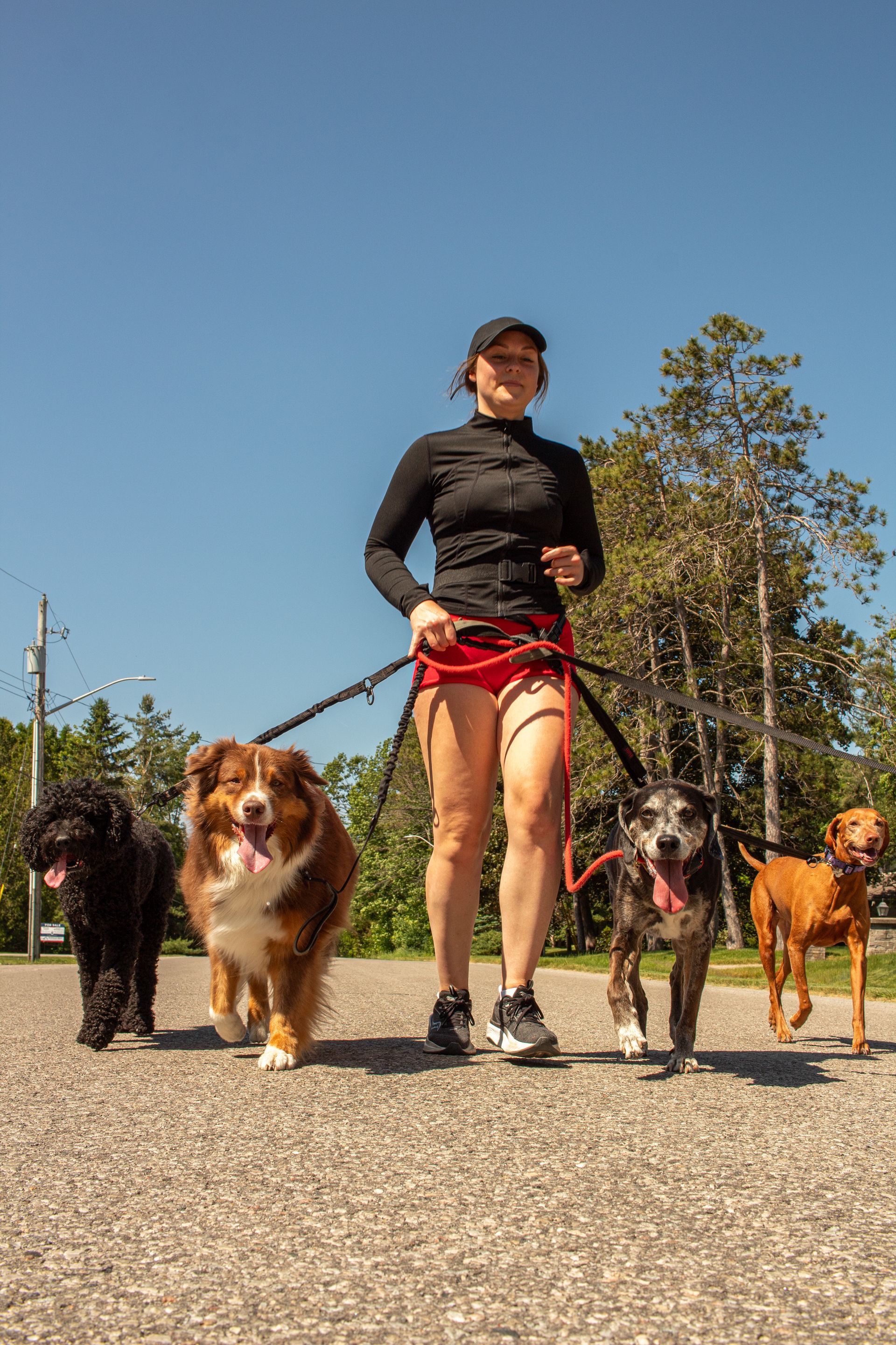 Woman in red outfit walks five dogs on a path; autumn trees in the background.