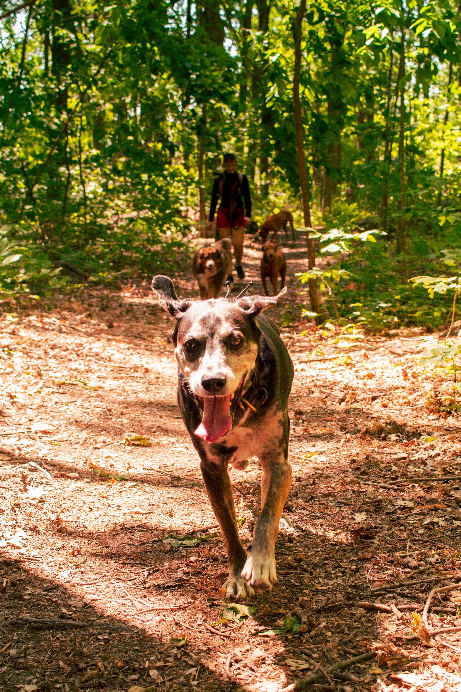 Dog and four others hike on a path in the woods with a person, sunny.