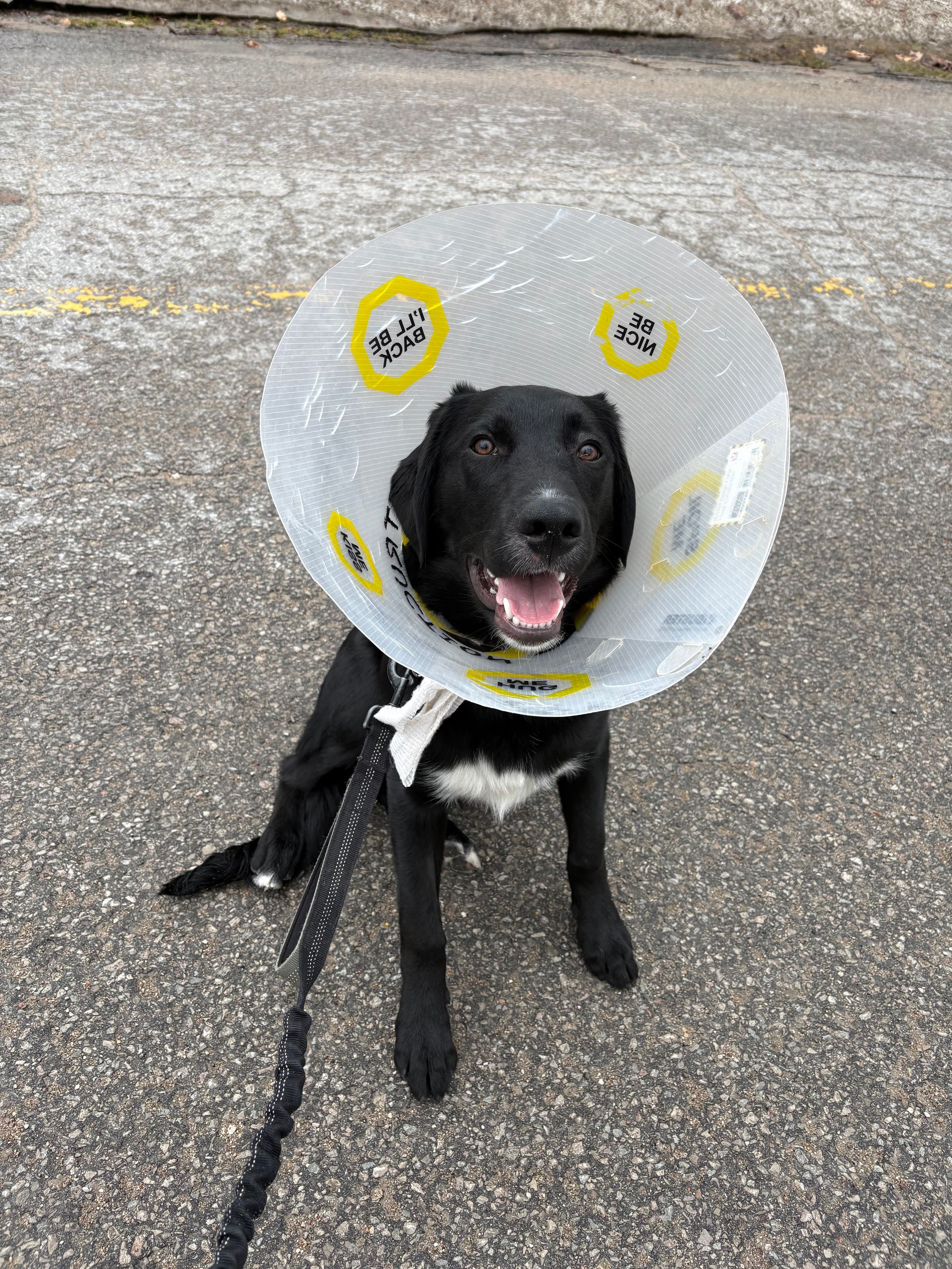 run-the-dog-1