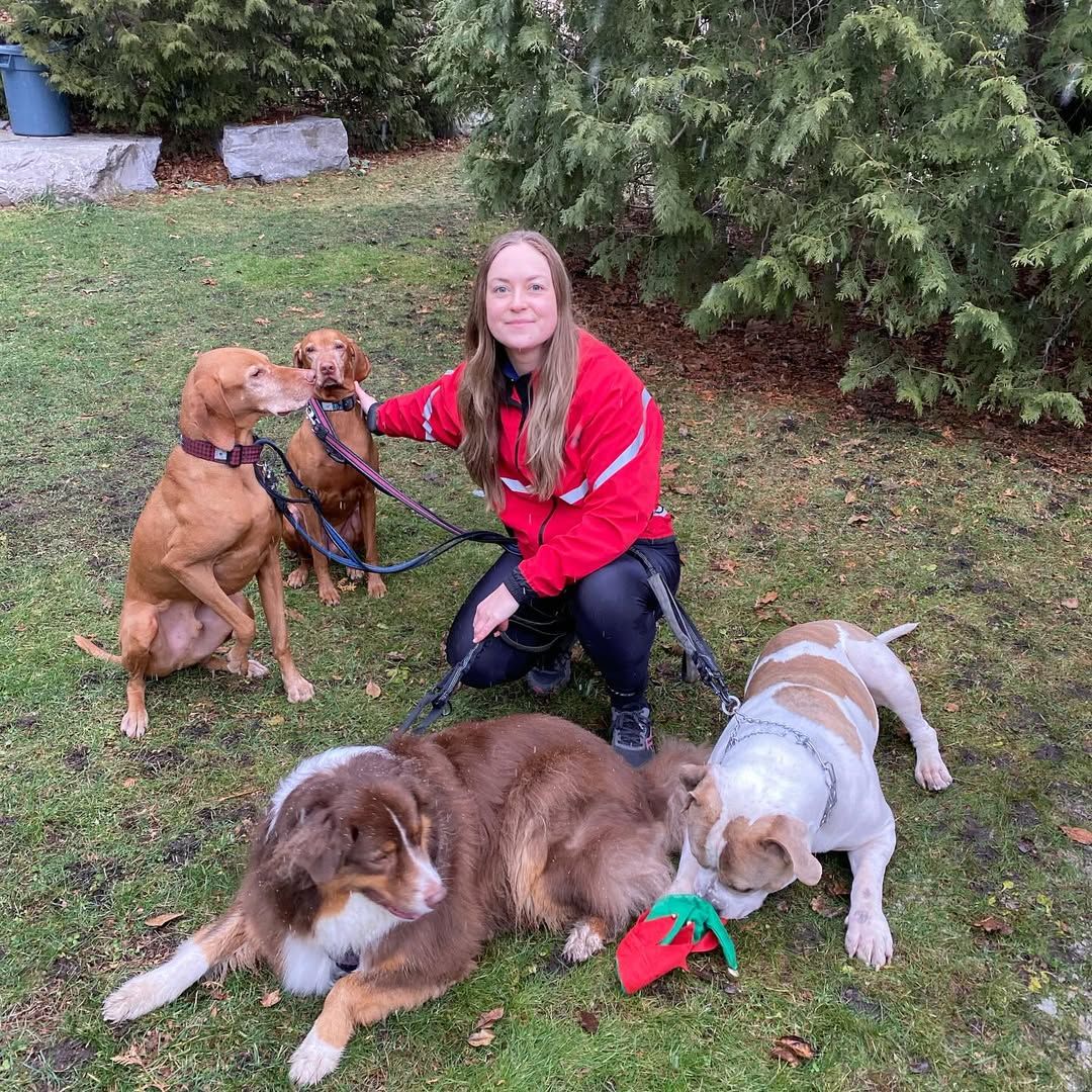Woman walks several dogs on leashes on a road with autumn foliage.