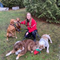Woman walks several dogs on leashes on a road with autumn foliage.