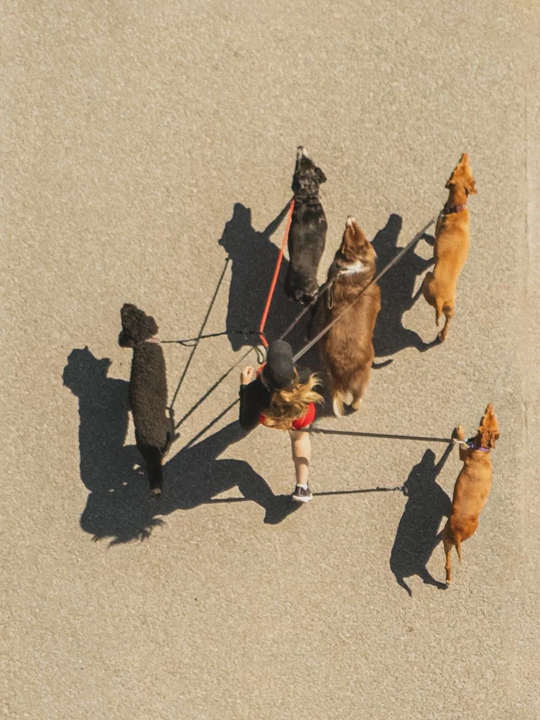 Woman running with four dogs on a paved path on a sunny day.