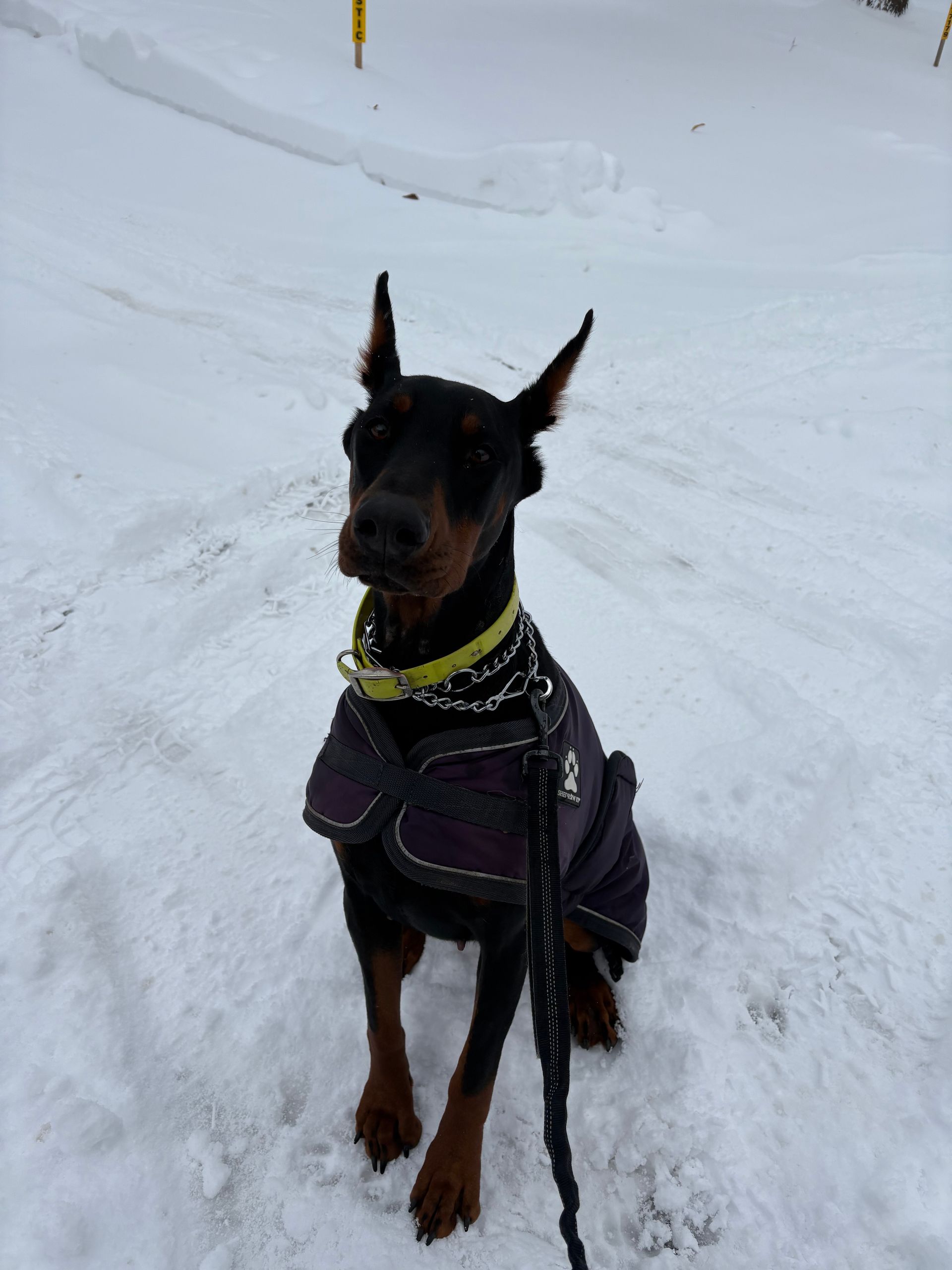 (Past client) Xena female doberman she enjoyed running with us!