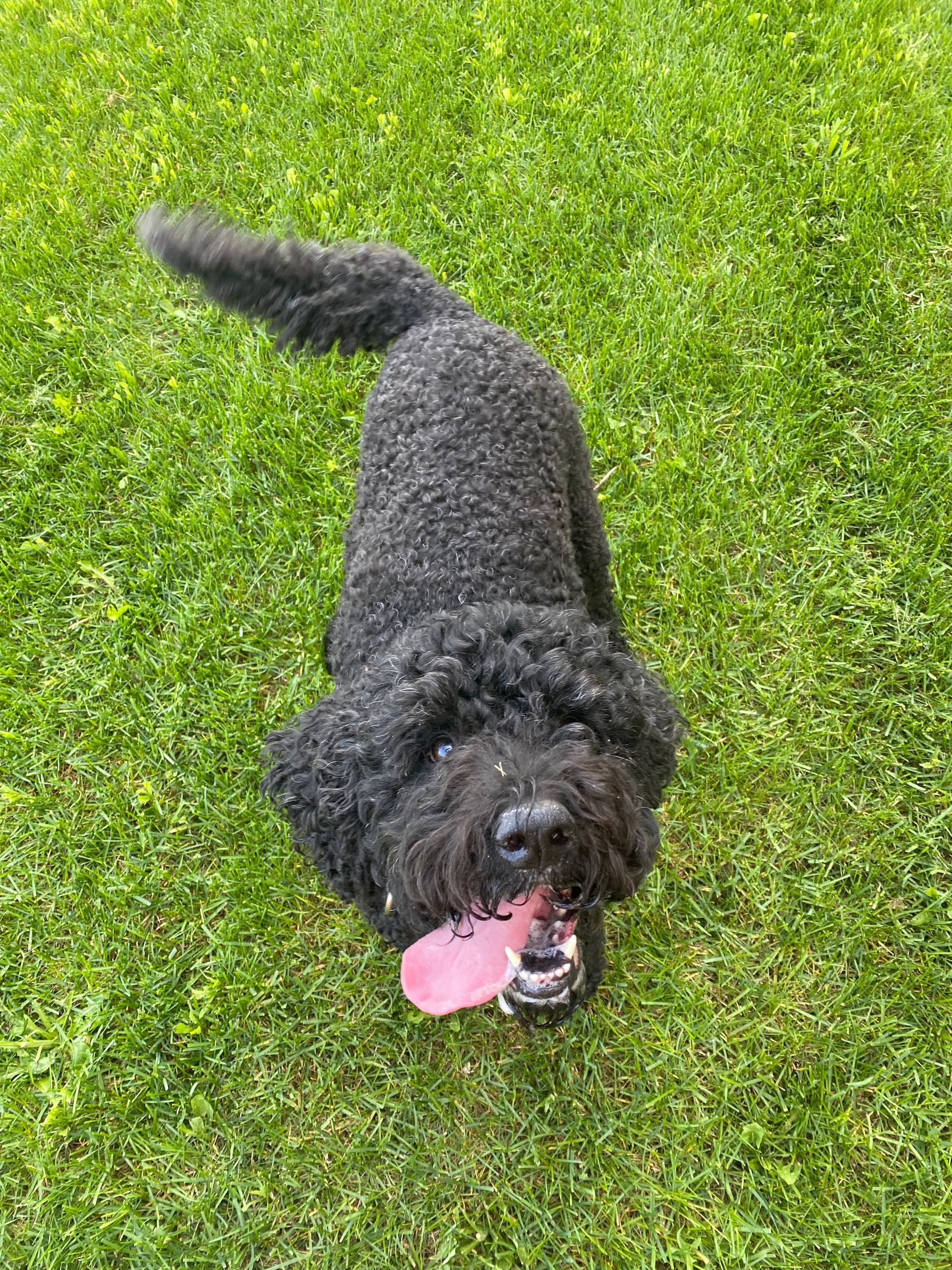 Beatrice 7 years old (Current client 1+ Years) Portuguese Waterdog. She loves joining in our short distance runs!