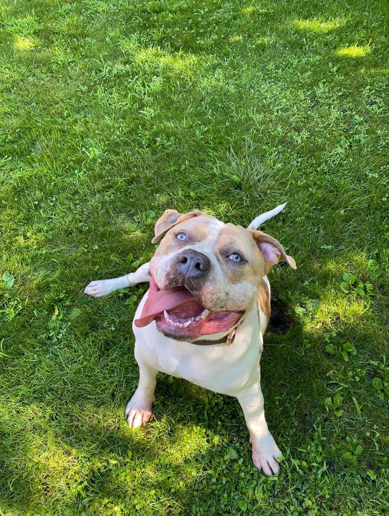 Benny 2 years old, XL BULLY (Past Client)