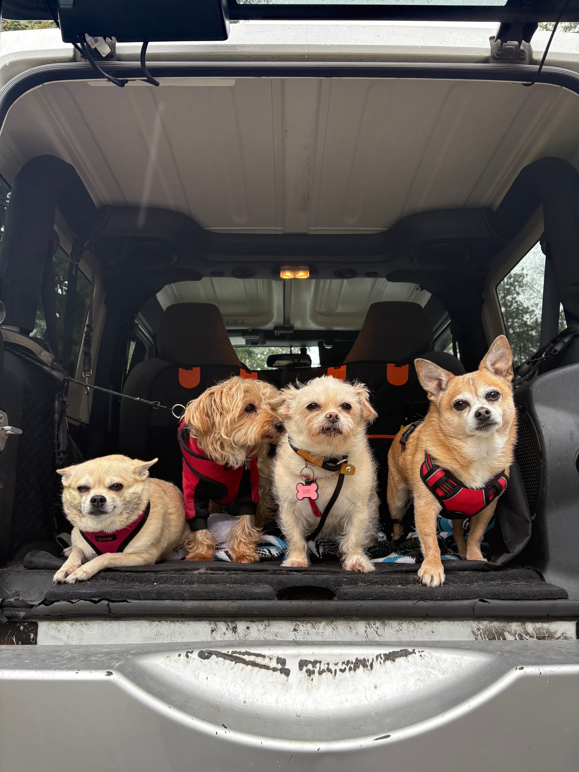 Bunny, Snoopy, Lexi and Rambo (past clients) Unfortunately we are no longer taking on smaller breeds