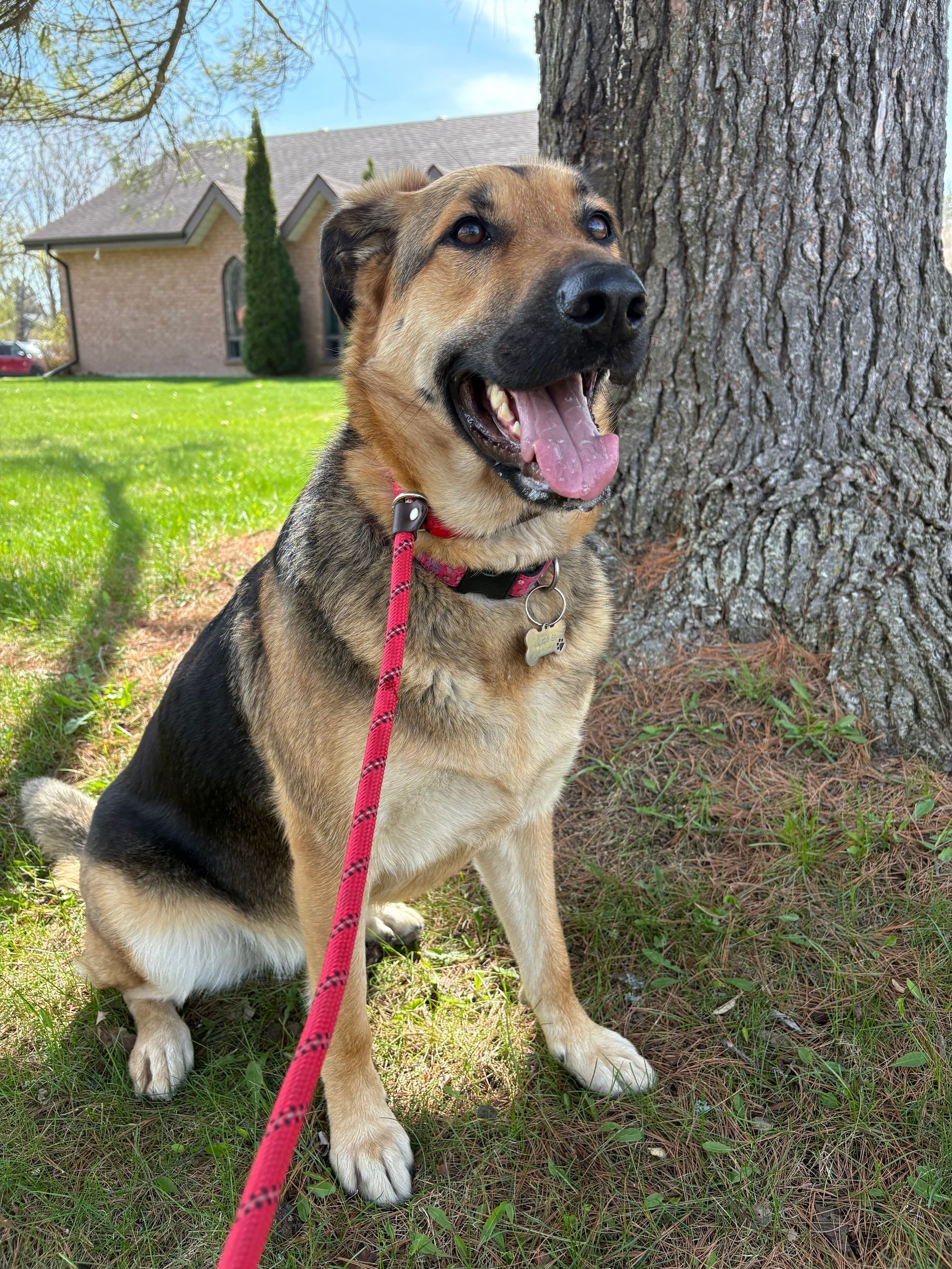 Caramel female german shepherd mix (Current client) She came to us to work on her reactivity and Socialization with other dogs