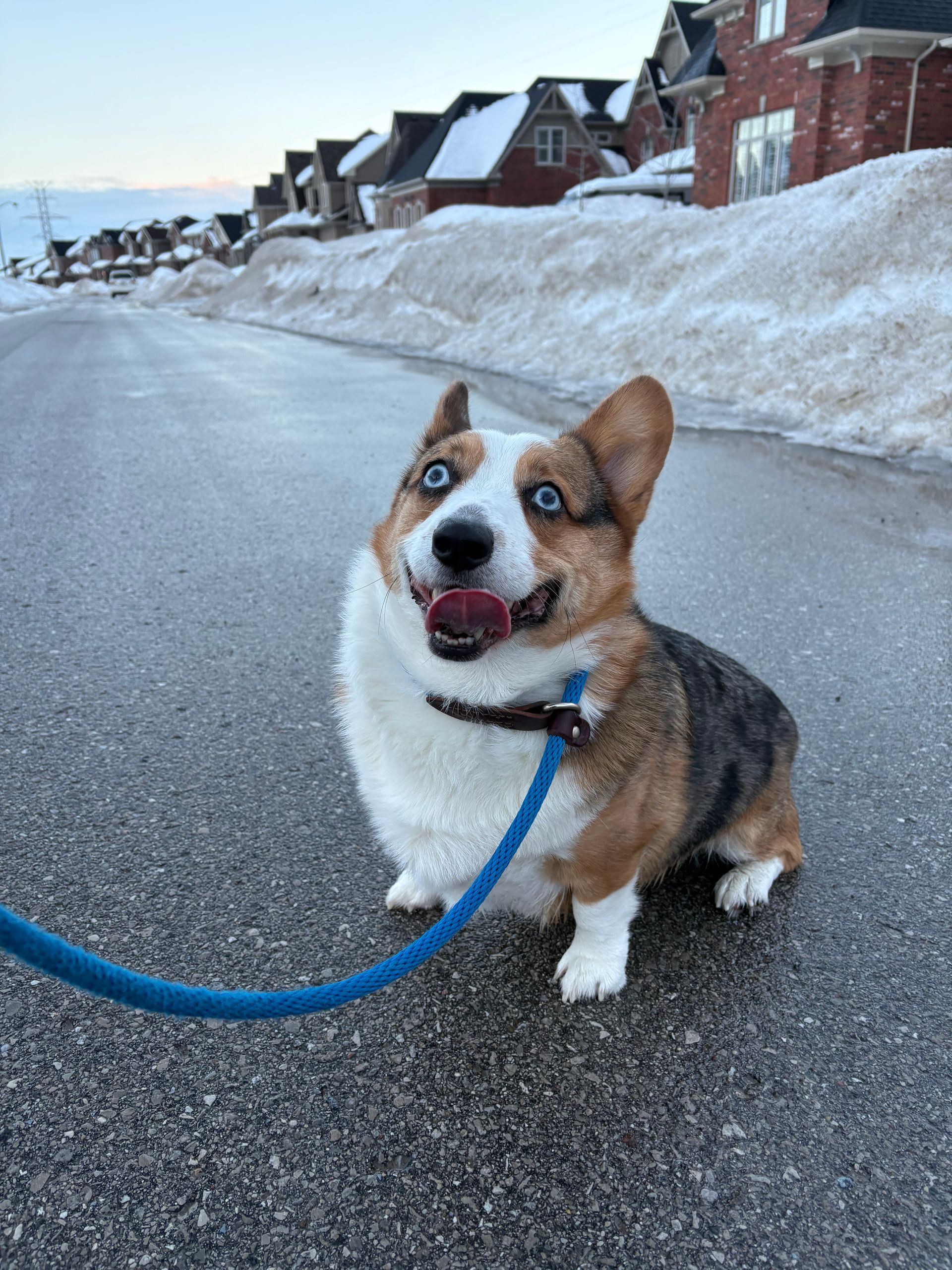 Chase 4 year old Blue male Corgi (Past Client) we worked with him Privately on his leash reactivity. Sadly, we are no longer working with smaller breeds.