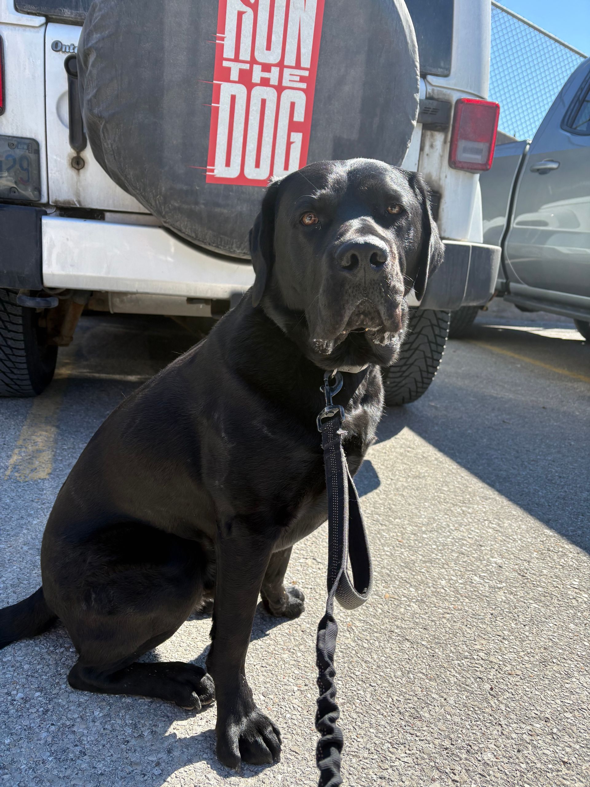 Cooper 2 year old black lab. (current client) he_s currently enjoying our on leash walk and play date!