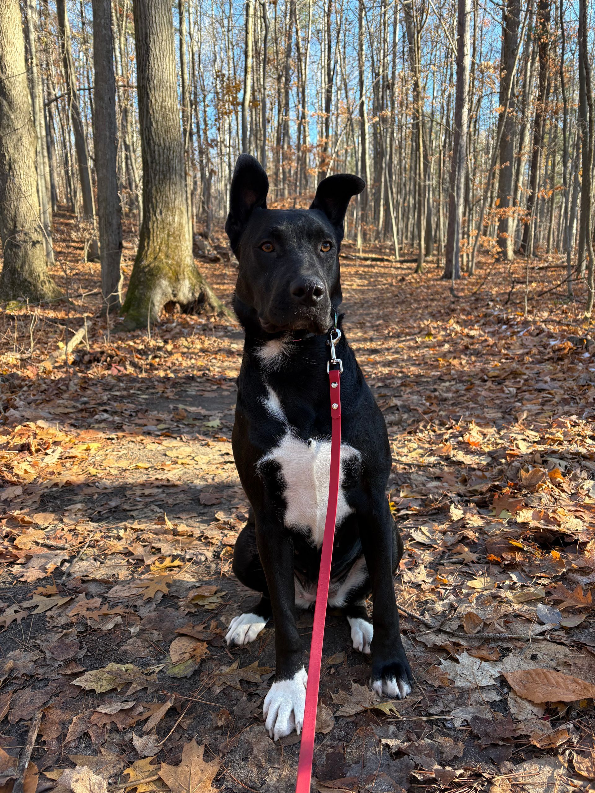 Duchess 2 years old (Current client)German sheppard mix. She enjoys walks and running