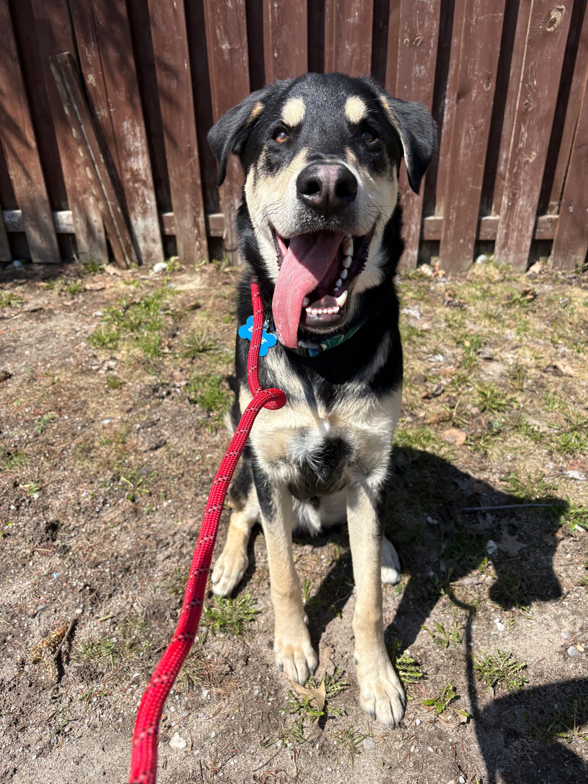 Duke 10 month old german shepherd mix (Current client) Came to us to work on leash manners, socialization and structured walks