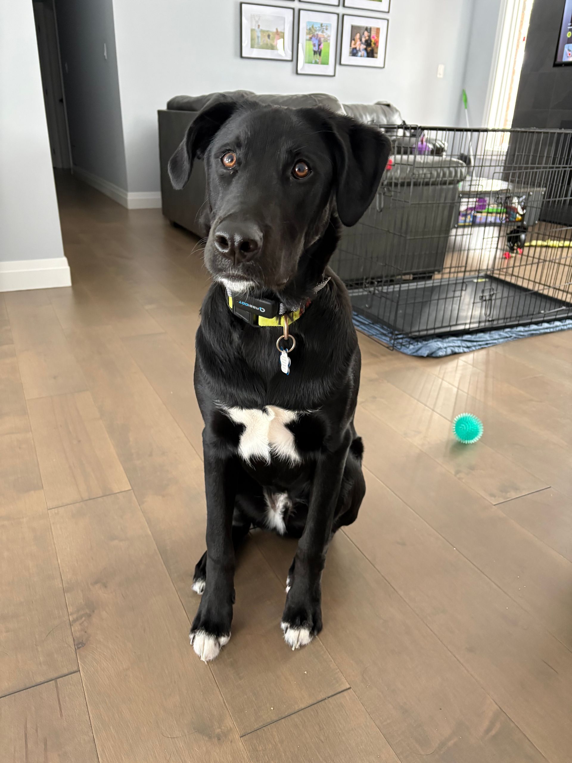 Dusty 10 month 8 month old German shepherd Mix. He came to us looking to gain better leash manners, socialization with other dogs to gain more confidance into his adulthood