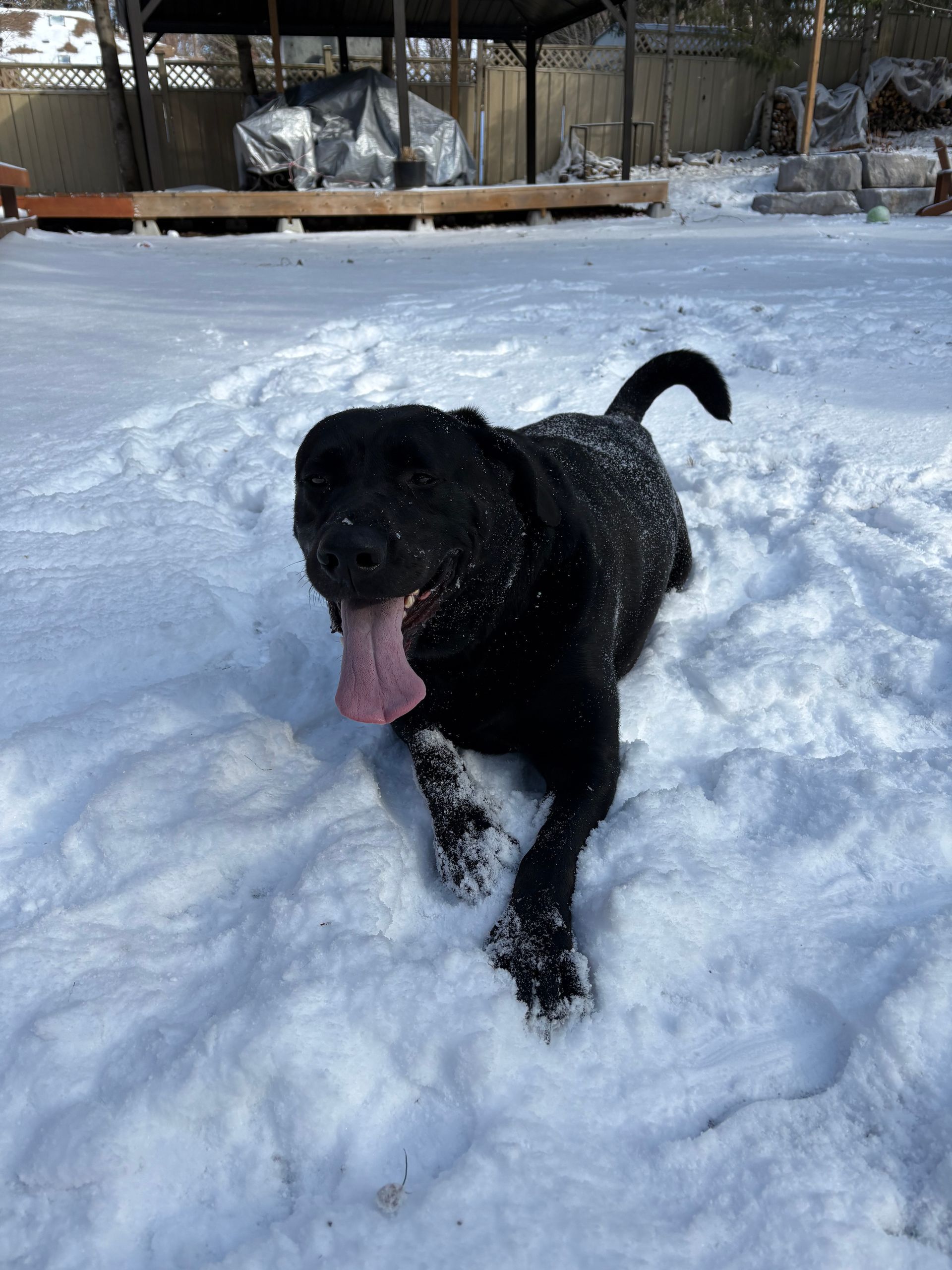 Gage 5 year old black lab (Current client) came to us for help with weigh management and fufuilement. He suffers from some anxiety. We placed him into dog running