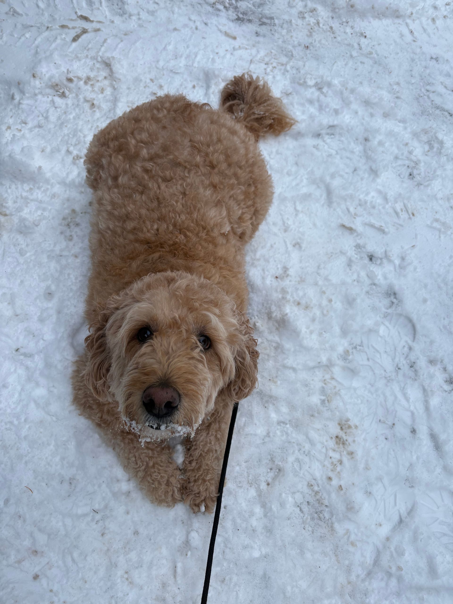 Ginger 7 year old Golden doodle. (Past client) She struggles with some leash reactivity and joined to improve her weight