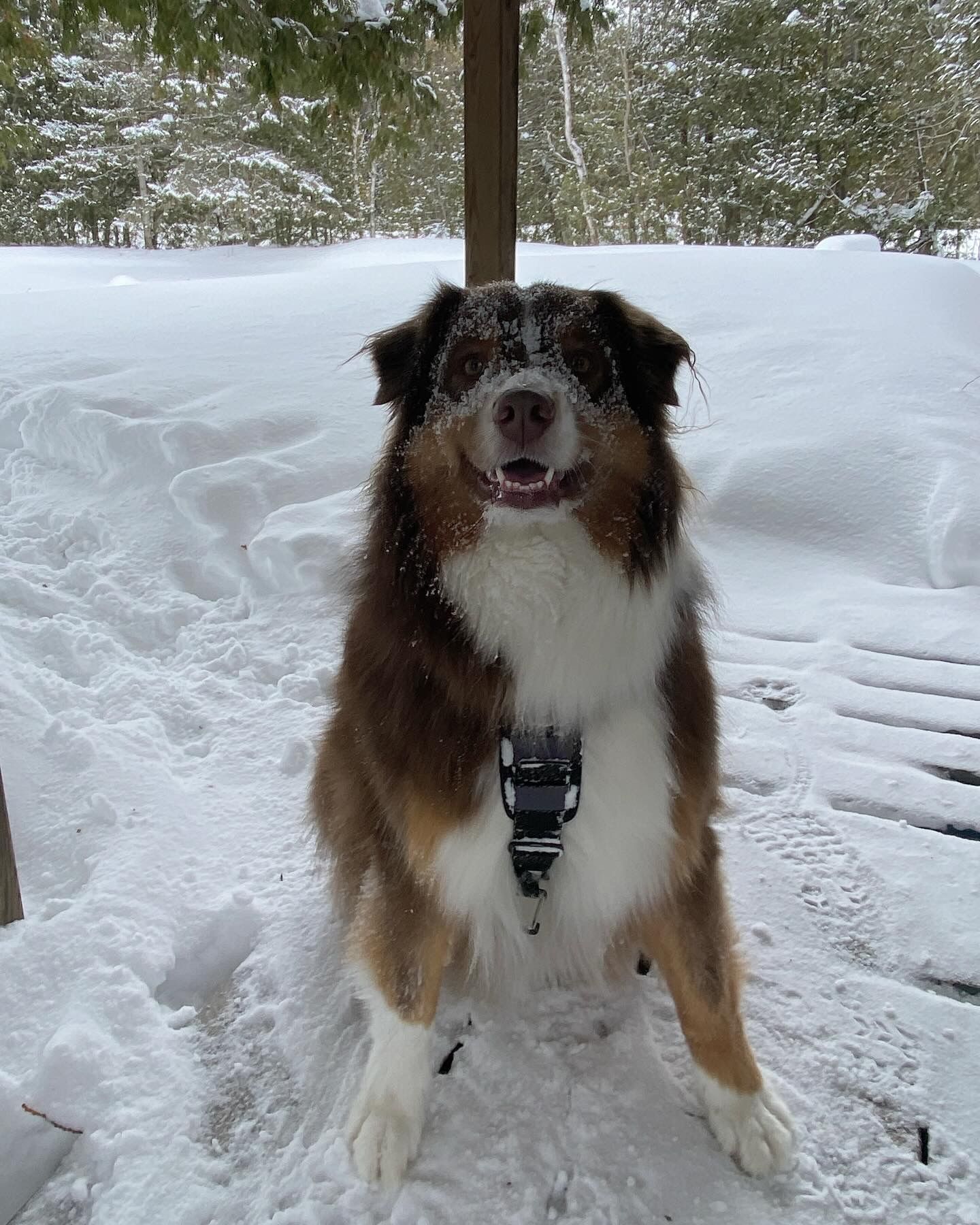 Jax 5 years old (Past Client) Australian shepherd. He enjoys running and hiking! He will be back with his aunty real soon