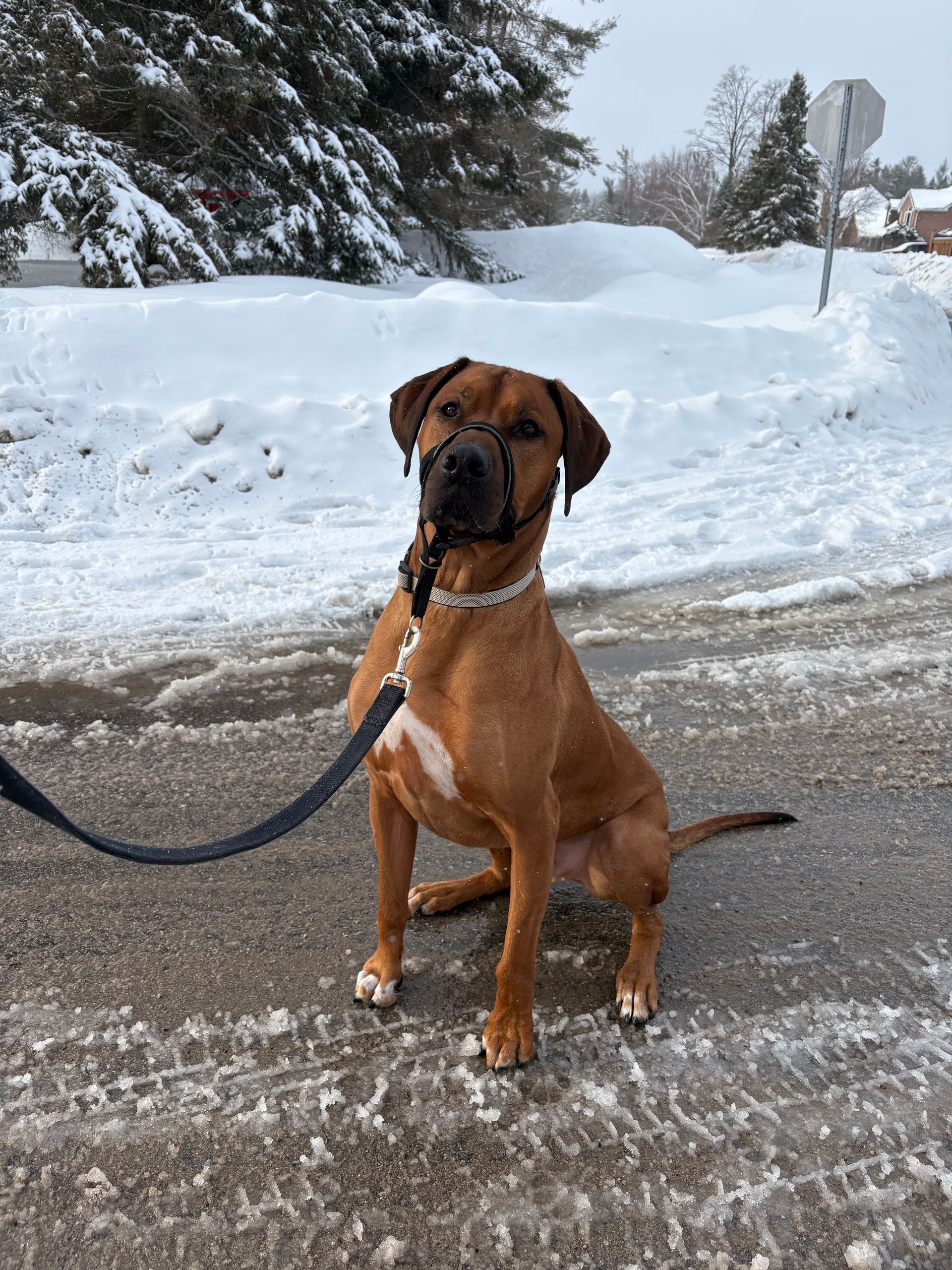 Koda 5 year old Rhodesian Ridgeback currently joining a running pack and thriving!