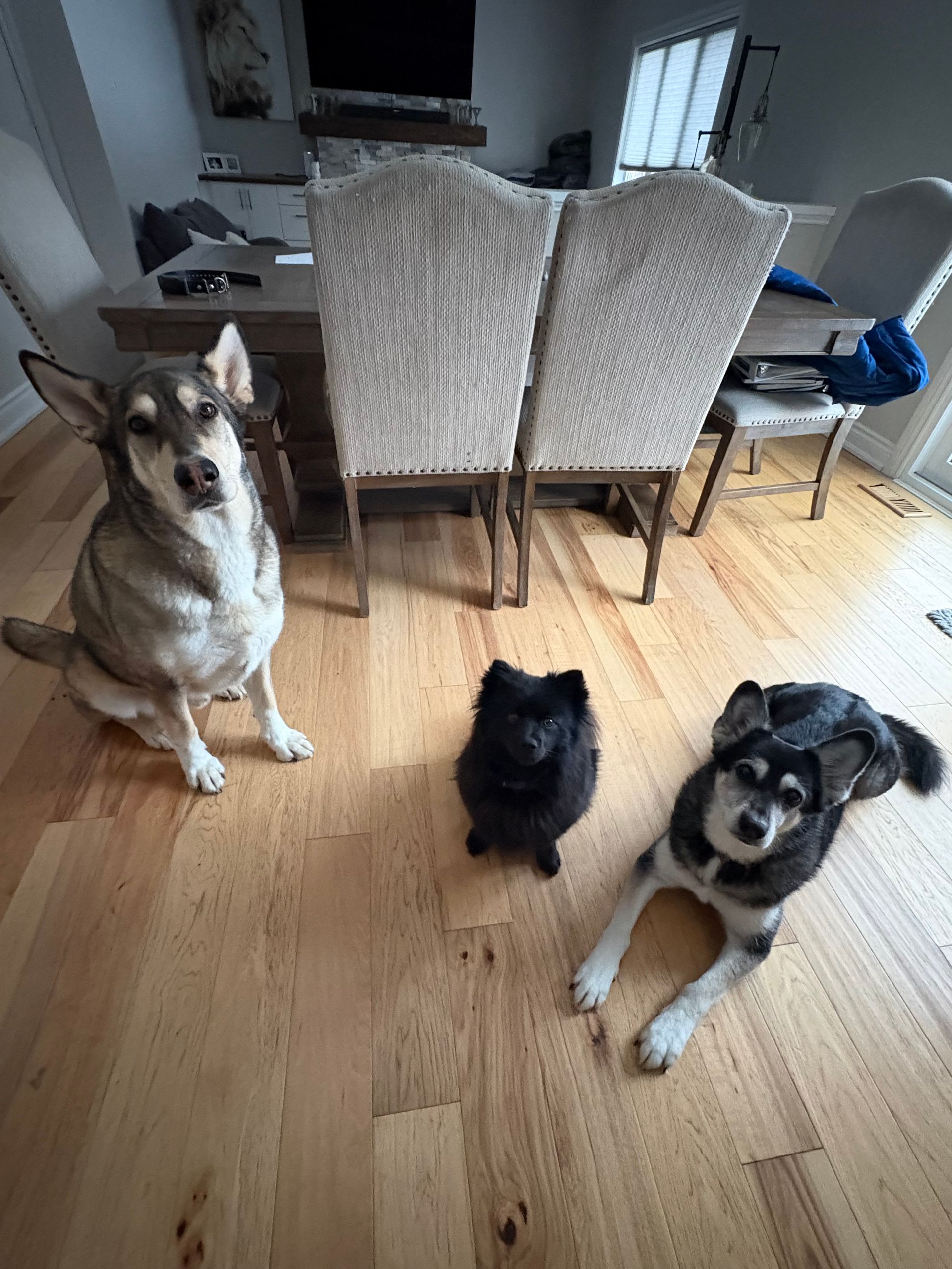 Loki, Piper and Roxi (Past client) I had the pleasure of dog sitting in their personal home for 10 days