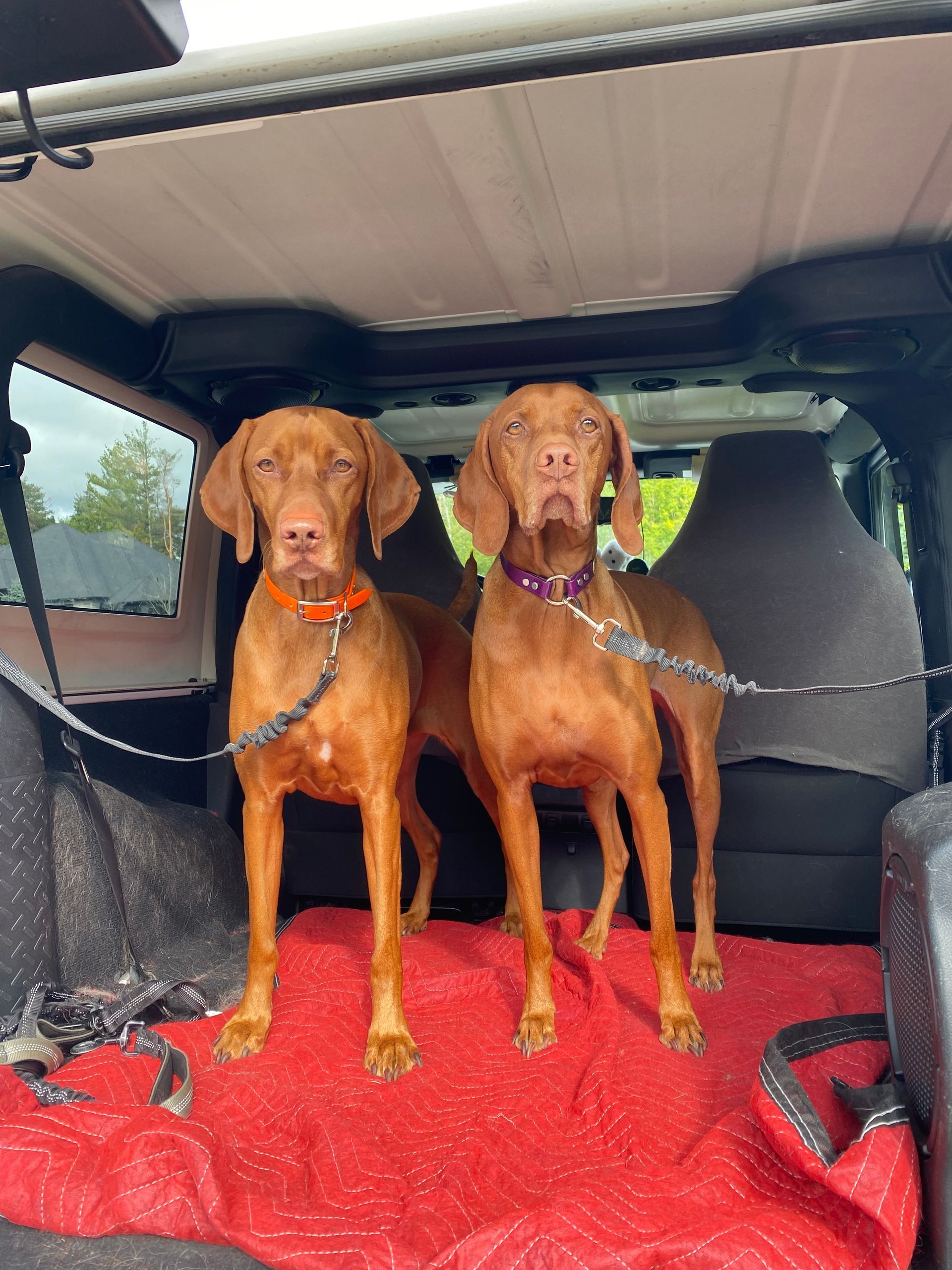 Mila and Hazel 5 and 7 years old(current client) they enjoy our long distance run and extended Hike as they are a high energy breed and have bigger engines!