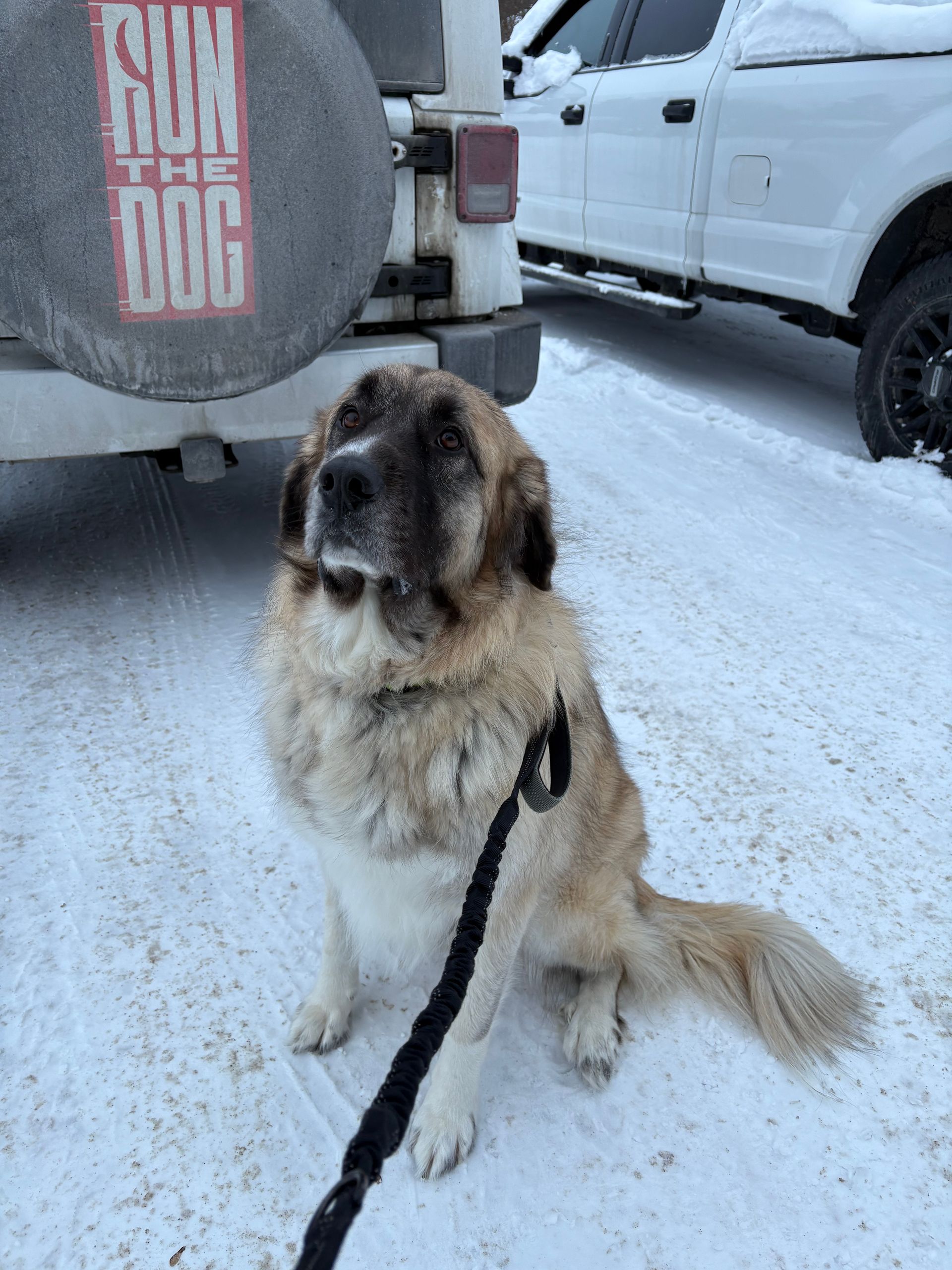 run-the-dog-2
