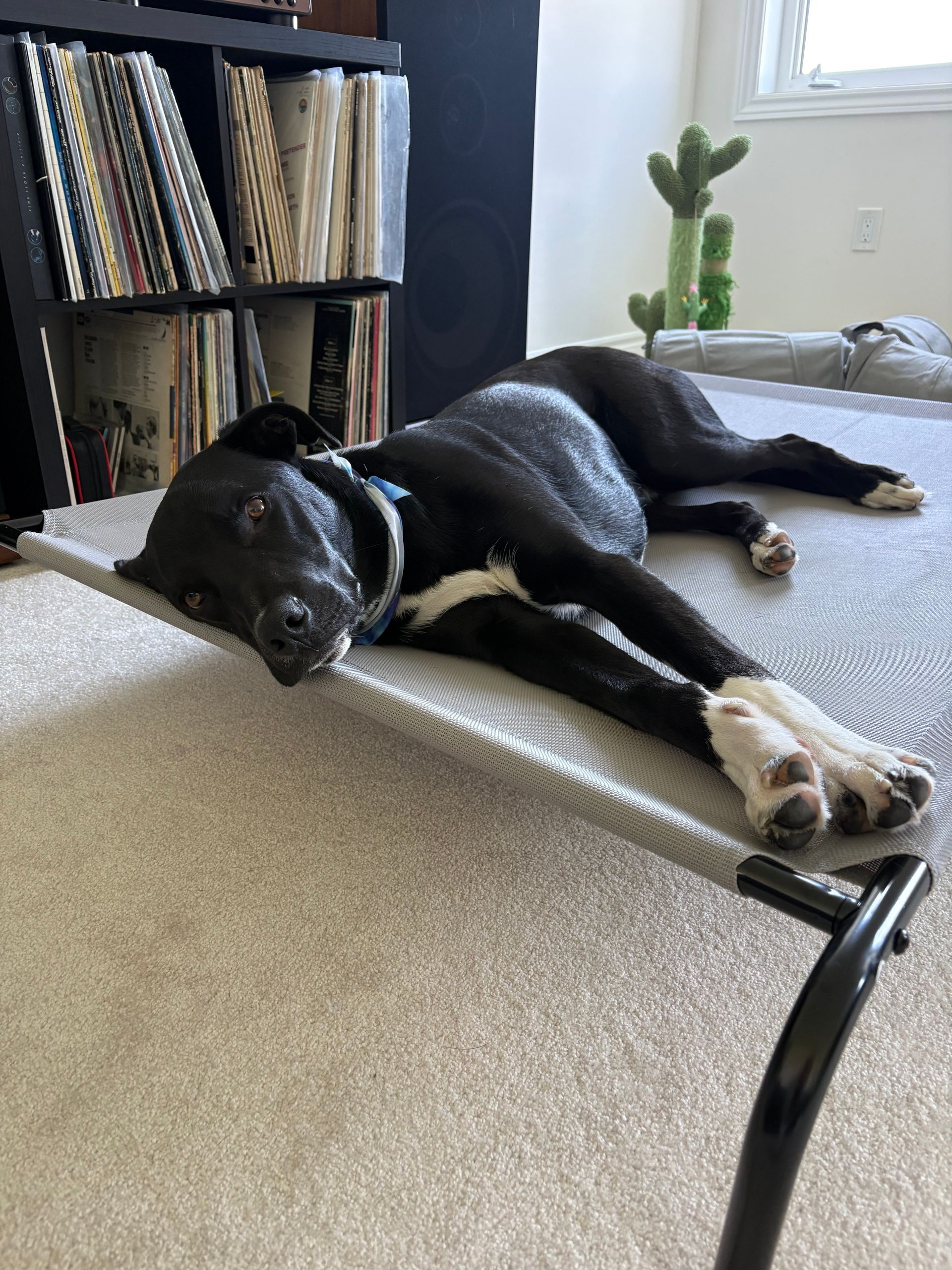 Revy 10 month old Cane corso Mix Boarded with us for 10 days and we did some trainning such as crate trainning, leash manners and structure.