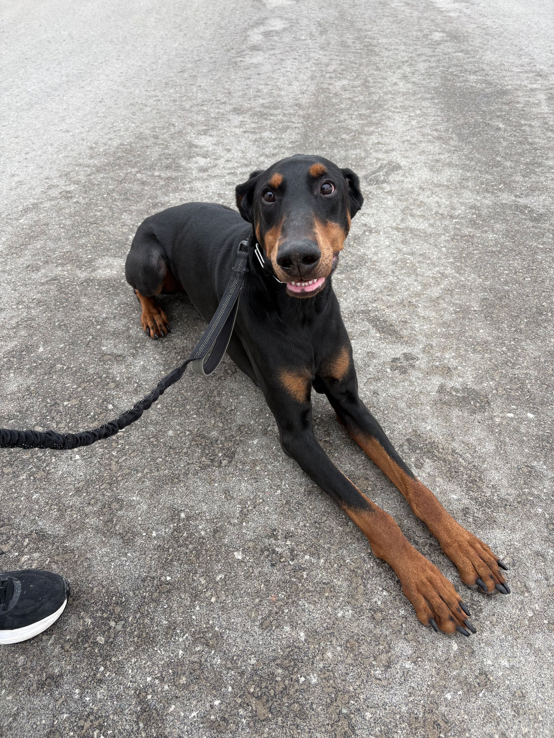 Rico 5 year old male doberman pinscher (past client) he came to us to help him with his reactivity he also has Anxiety. Unfortunately he needed more training than we could offer before joining a pack