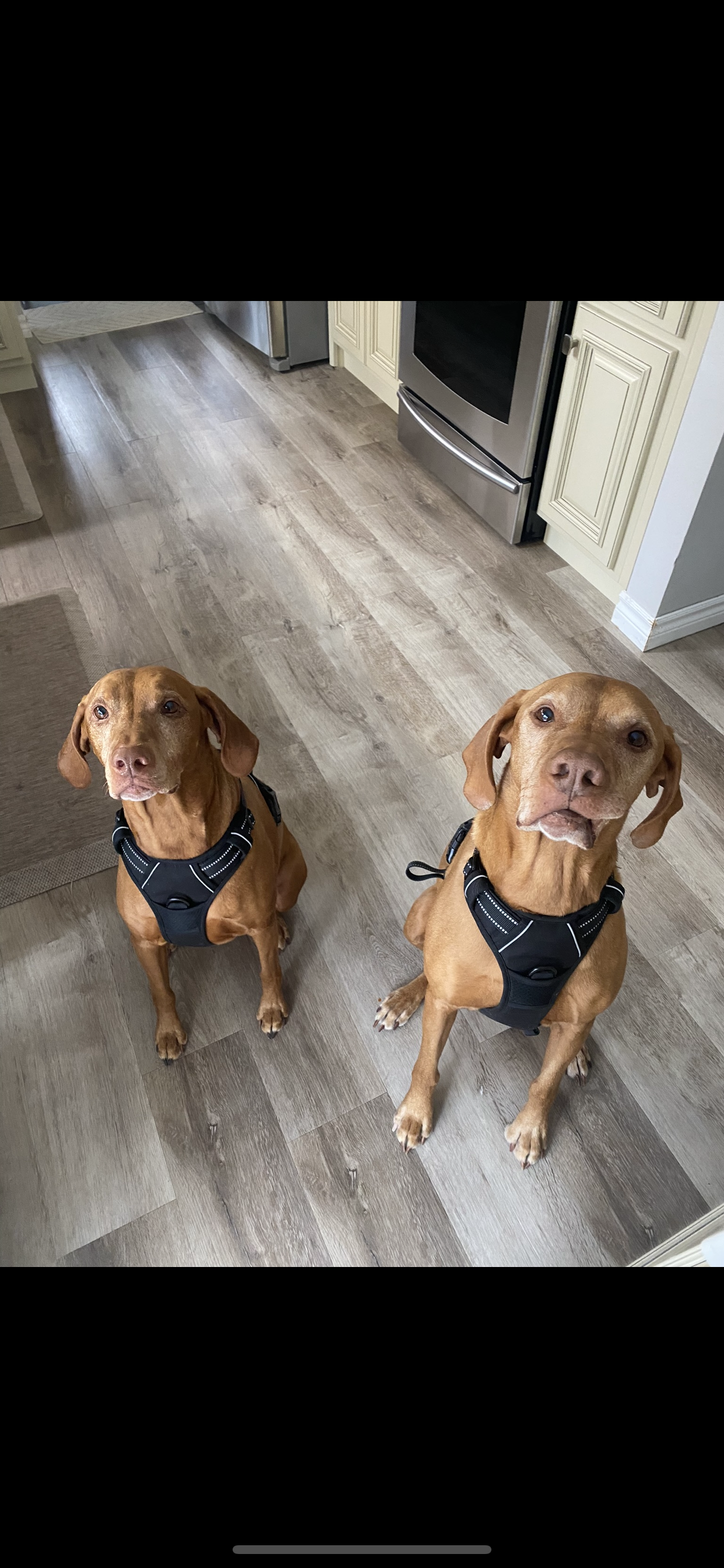 Rosie 9 and Oscar 11, Vizlas (Past Clients) Enjoyed Hiking services, Rosie mild Reactivity Oscar Seperation Anxiety