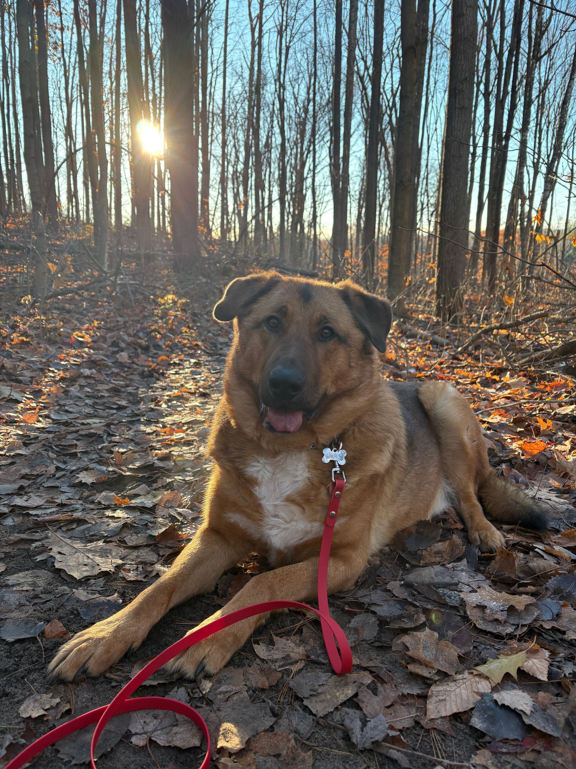 Rudy 5 years old (Current client) joined our services to gain more fufuilement with other dogs he enjoys walking and running!