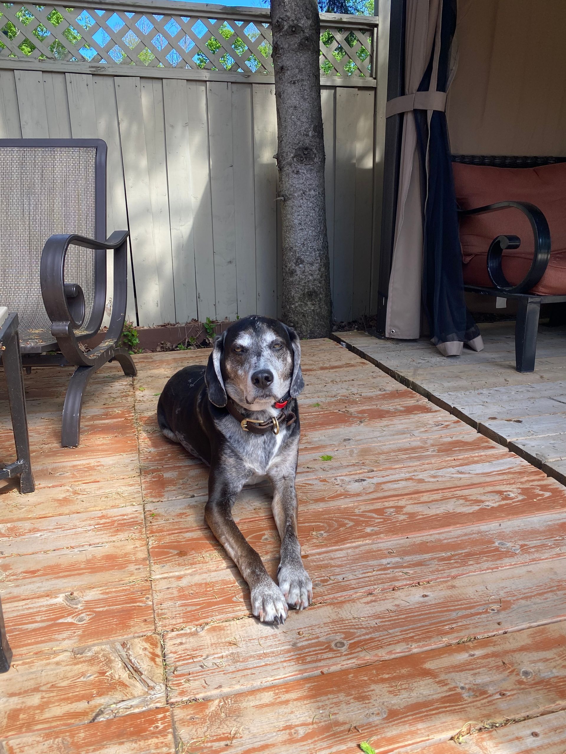 Ryder 10 years old ( Current client 1+ Years) Hound, mix. Major Anxiety, reactivity and Neurological issues. Running in one of our pack runs has been life changing for him!