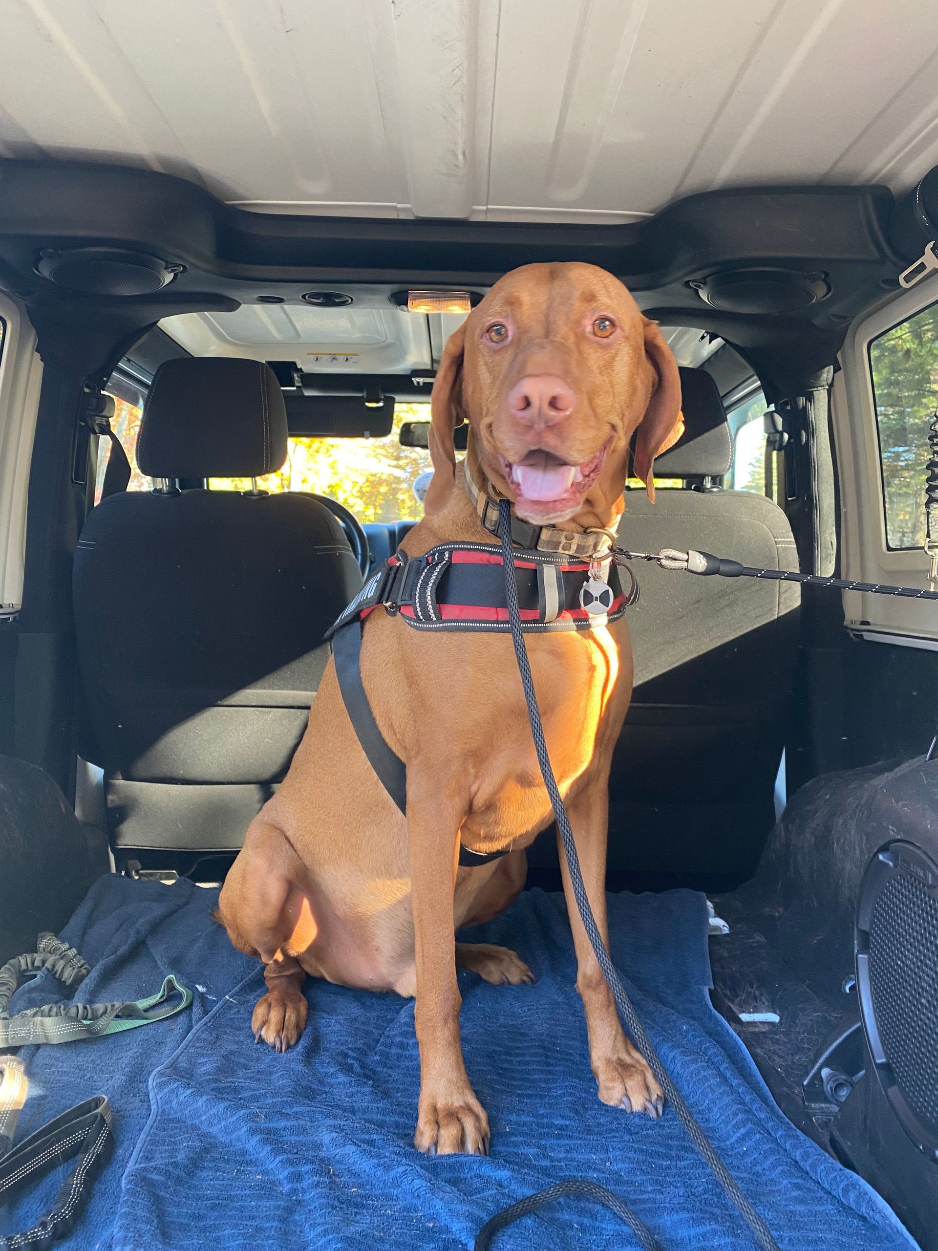 Simba 6 years old (Past client) enjoyed our Running and Hiking services!