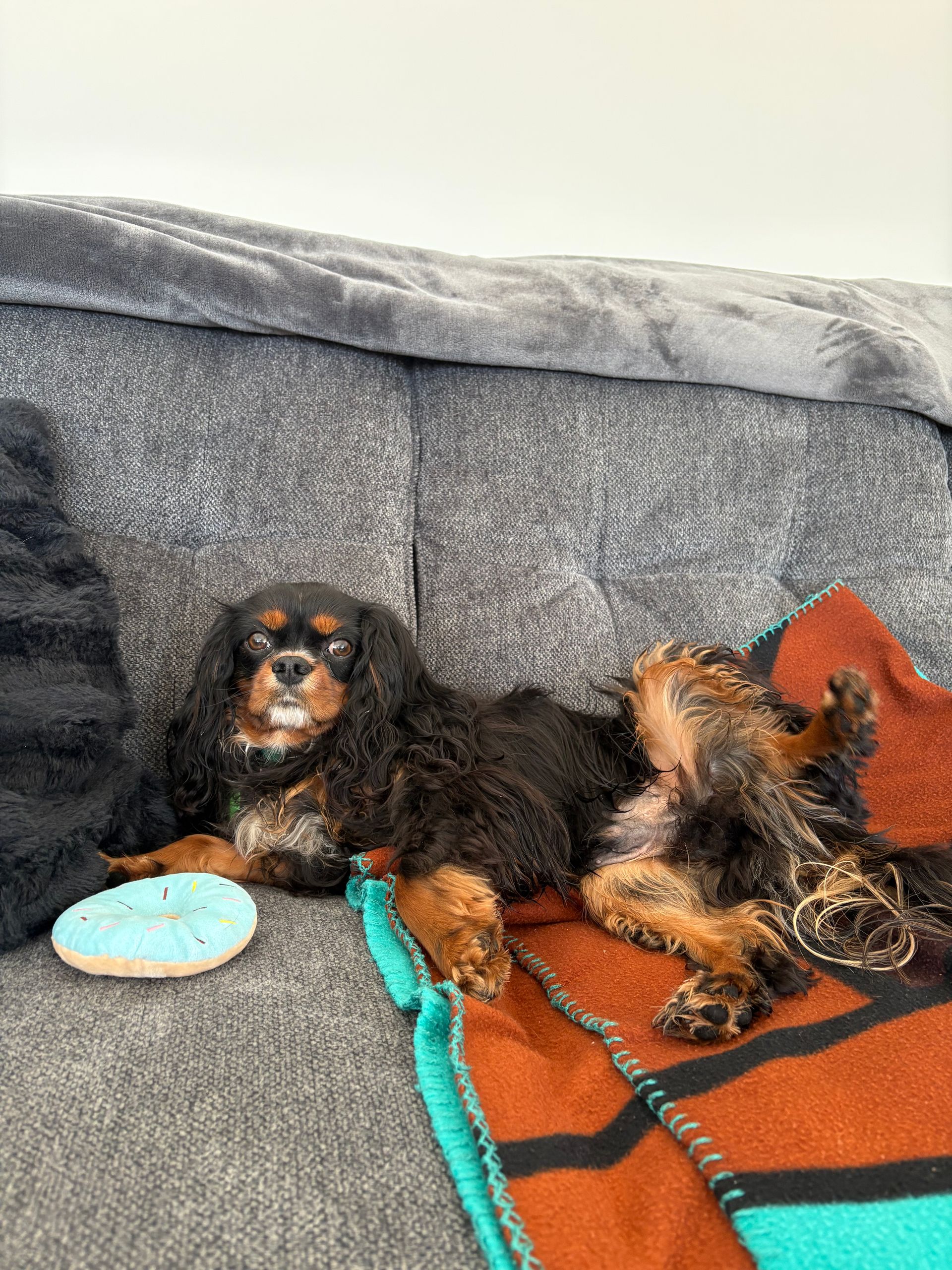 Wyatt king charles spaniel stayed with us for one night board