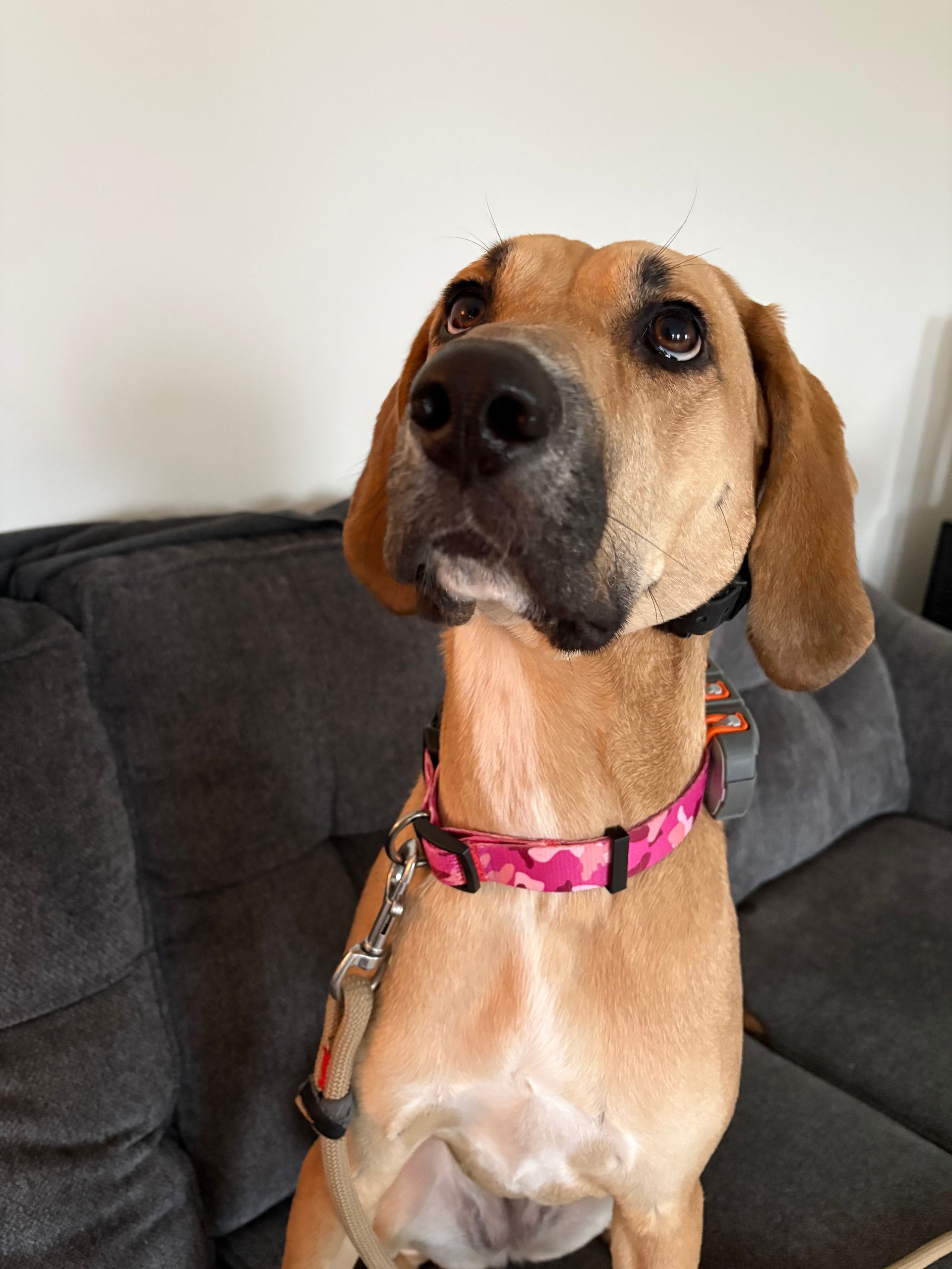 Ziggy 2 year old coon hound mix. We offered boarding for one night. She also joined our Hiking services to work on recall and get structured exercise.