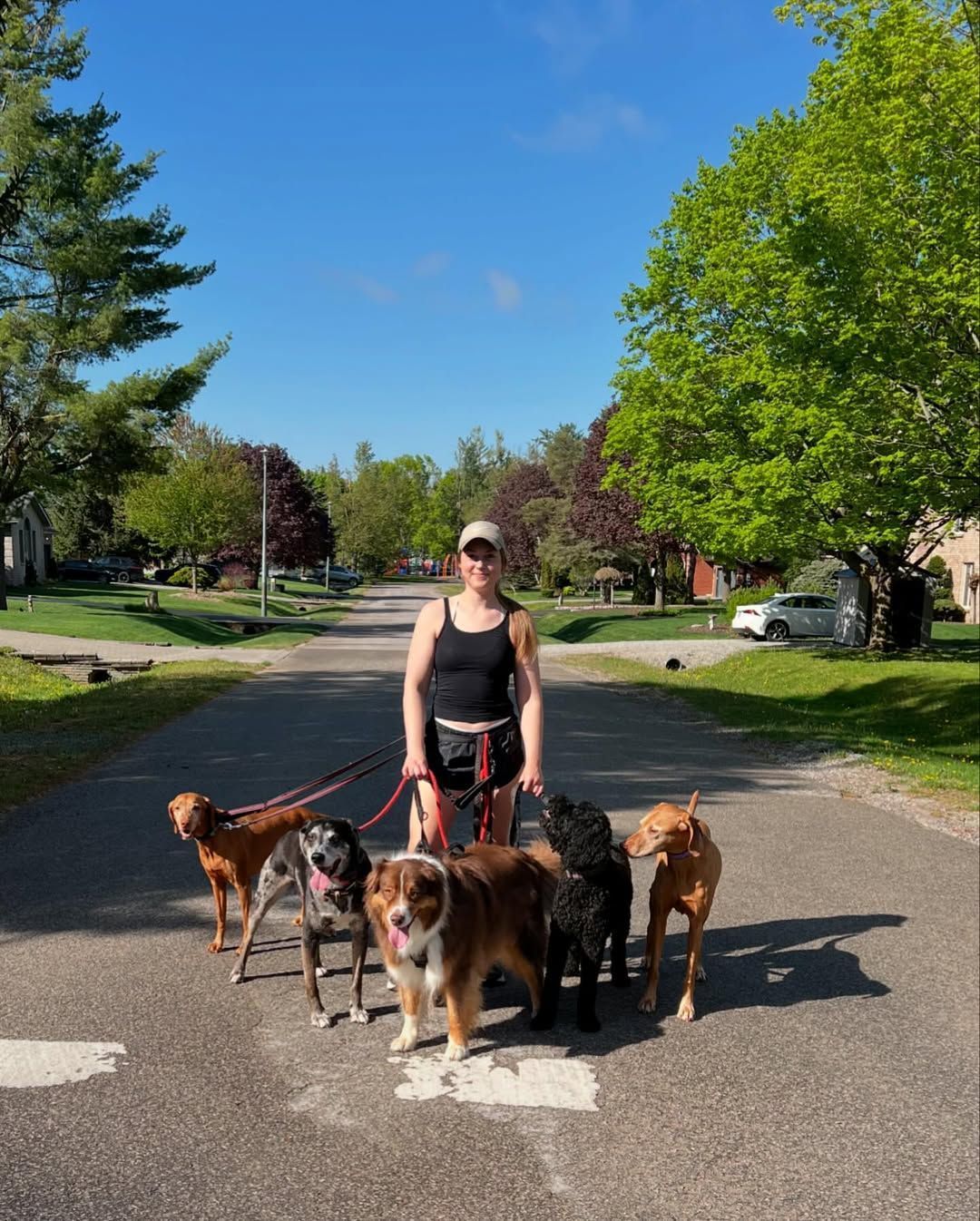 Woman walks several dogs on leashes on a road with autumn foliage.