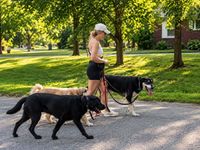 Four dogs on leashes with a person jogging. The dogs are various breeds and colors, smiling. Outdoors.