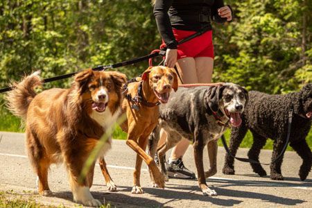 Four dogs on leashes with a person jogging. The dogs are various breeds and colors, smiling. Outdoors.