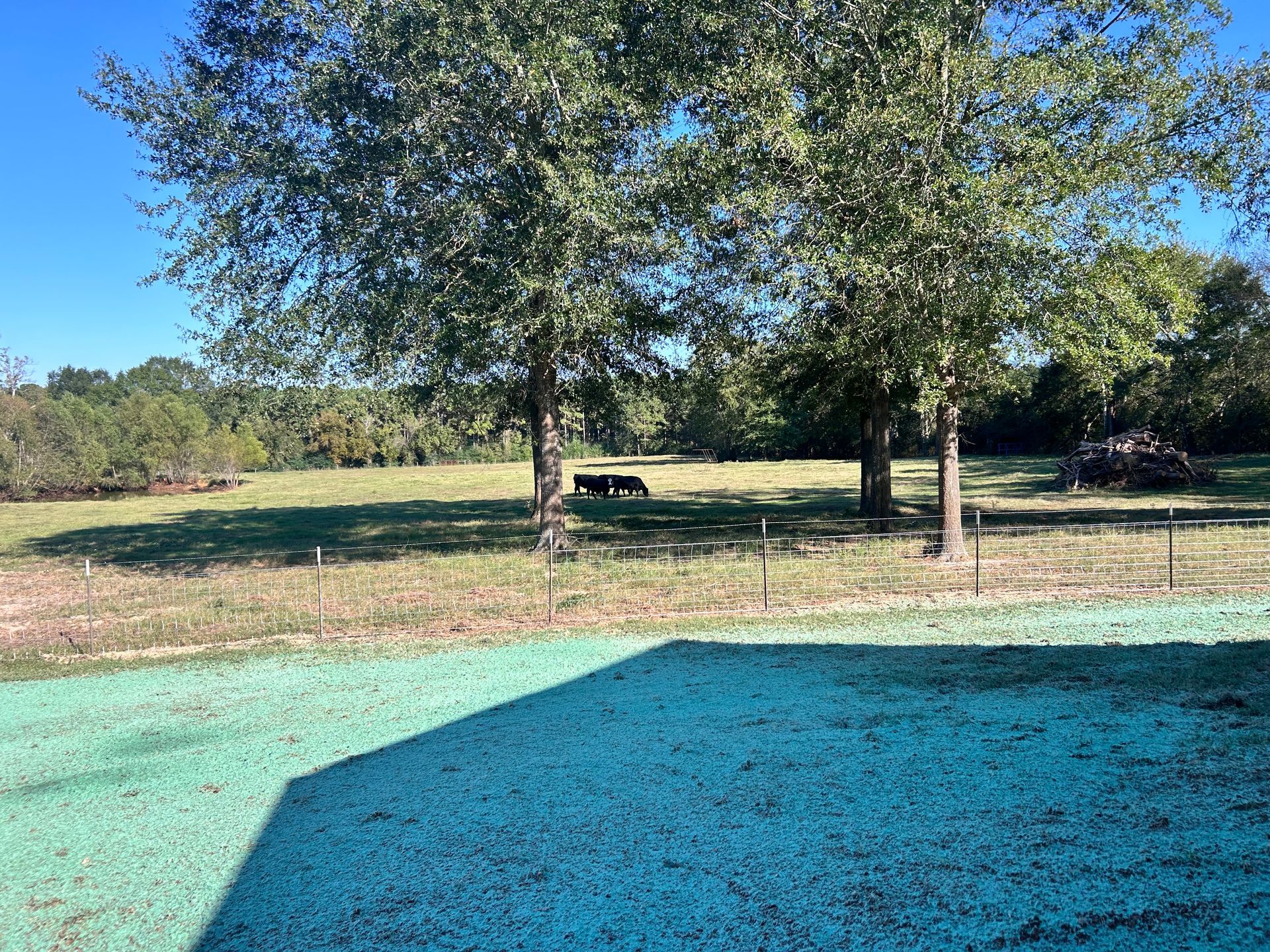 Cows graze in a grassy field, shaded by trees, under a blue sky. A green area is in the foreground.