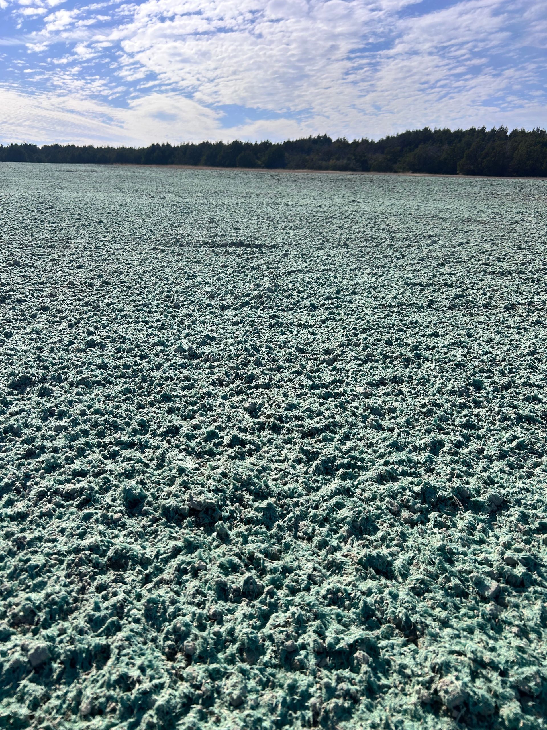 Green, textured ground covering a field, with a tree line and cloudy sky in the background.