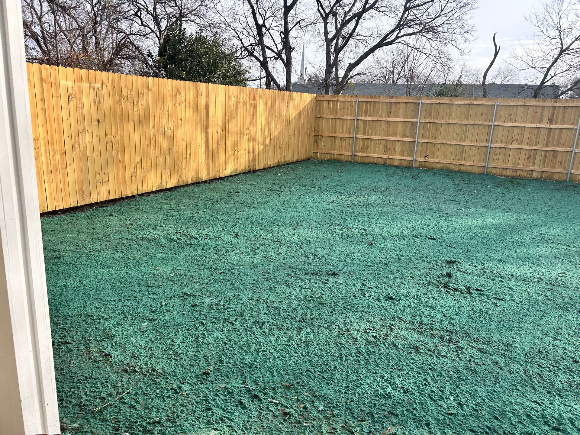 Backyard with a wooden fence and green ground cover.