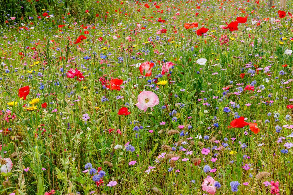 Field of colorful wildflowers, including red poppies, in a sunny meadow.
