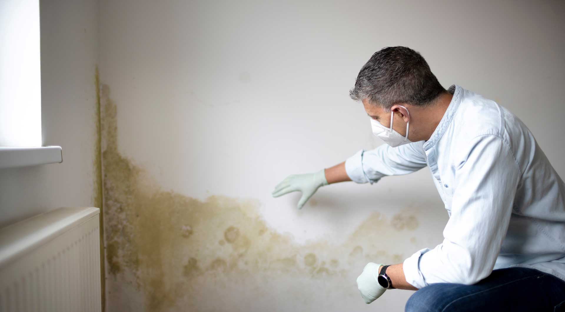 Mold Remediation Services - ServiceMaster by Gadonniex Mold Remediation Services - ServiceMaster by Gadonniex