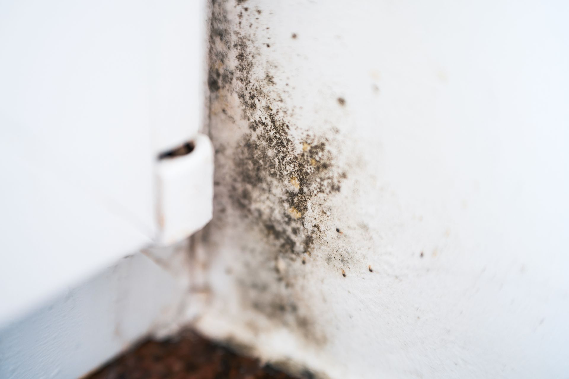 Black mold growth spreading along an interior wall corner, indicating moisture damage.