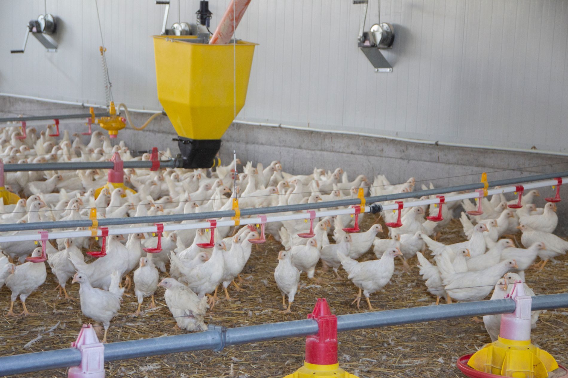 mangime per galline