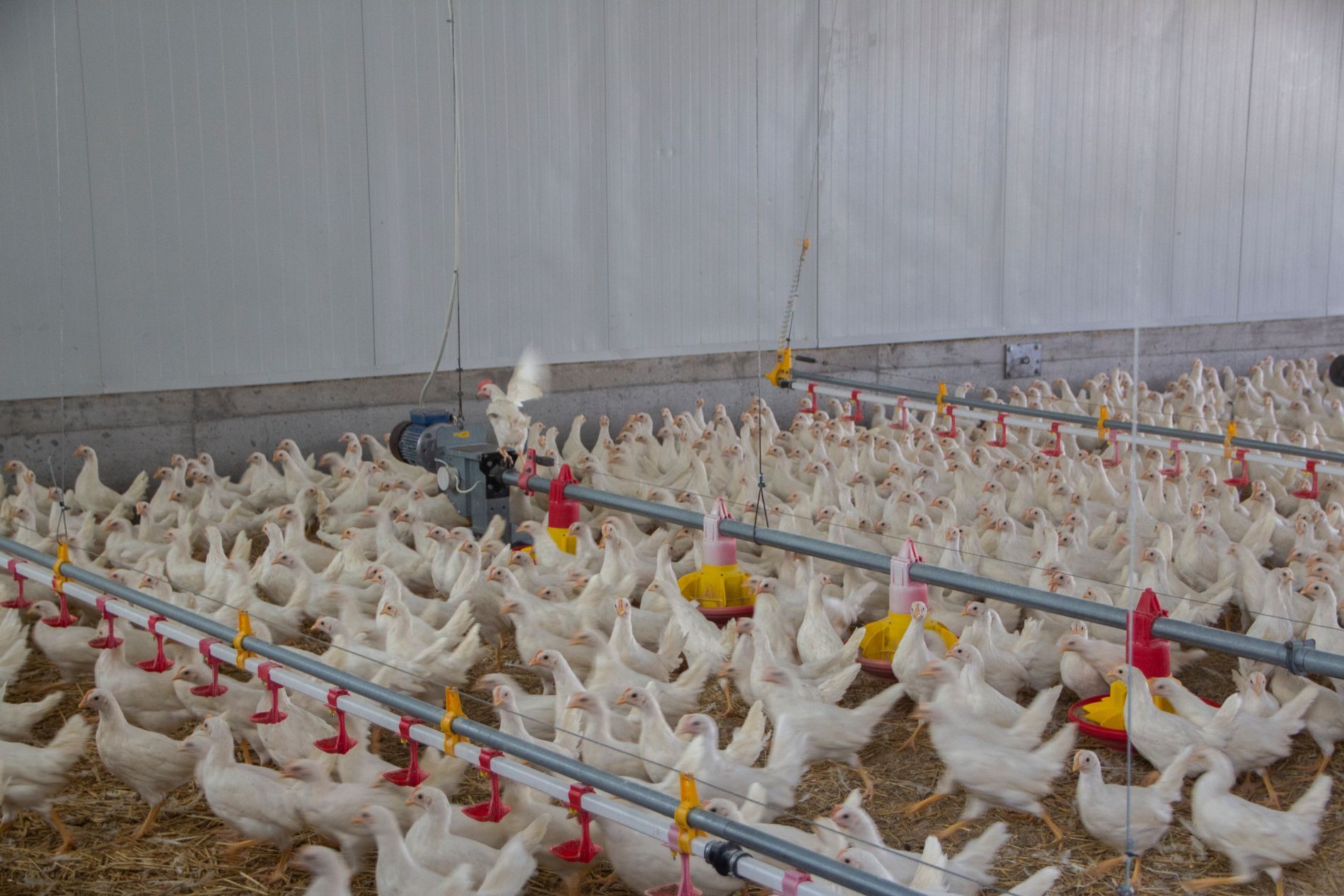 galline allevate