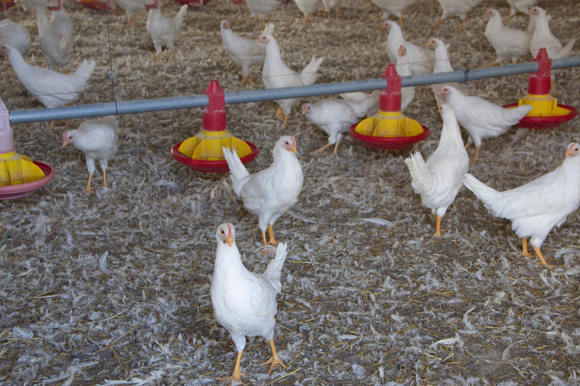 galline
