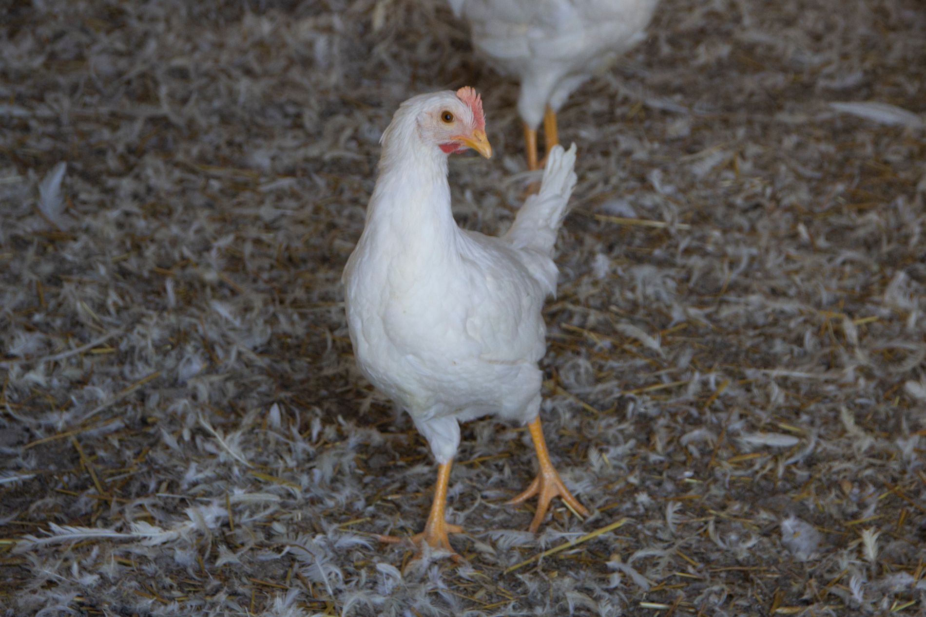 pollo d'allevamento