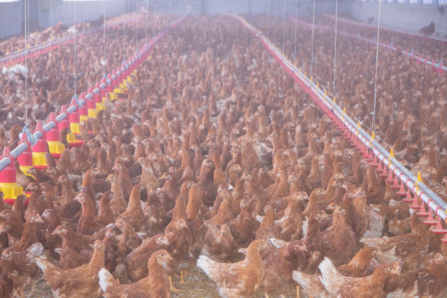 galline allevate