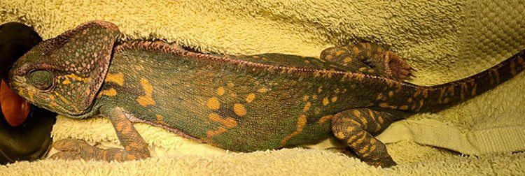 Kameleon