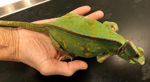 Jemenkameleon