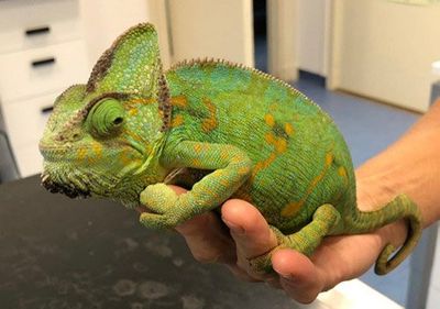 Jemenkameleon