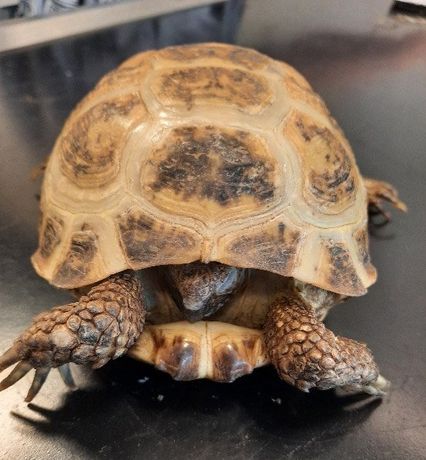 Schildpad komt niet goed uit winterslaap